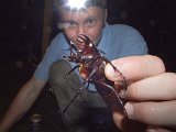 00396-2625 Rhinoceros beetle at Royal Mulu Resort - photo by Garry K Smith 